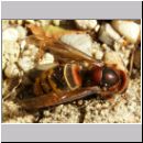 Vespa crabro - Hornisse 01.jpg